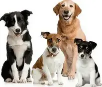 dog dogs : Add to your photo