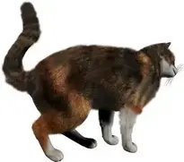 kitten free : Add to your photo