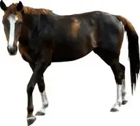 Horse : Add to your photo
