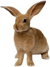 Rabbit : Add to your photo