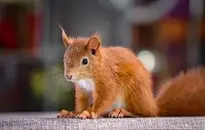 Squirrel Cub wallpaper