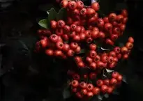African Continent Fire Thorn wallpaper