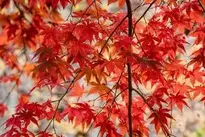 Autumn, Autumn Leaves, Leaves, Leaf wallpaper