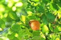 Leaves, Autumn, Autumn Leaves, Leaf wallpaper