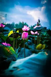 Lotus, Sen, Vietnam, Pink, Natural phone wallpaper