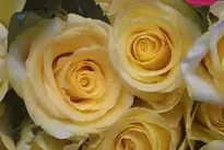 Roses Flowers Yellow Pale Nature wallpaper