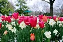 tulips and daffodils dallas tulips wallpaper