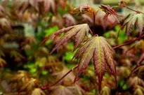 leaves leaf red season macro wallpaper