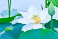 Natural Plant wallpaper
