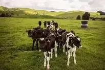 Cows background wallpaper