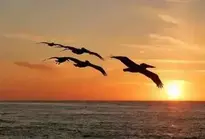 Sunrise Birds background wallpaper