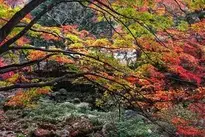 Baekyangsa Temple, Autumn, Leaf, Nature wallpaper