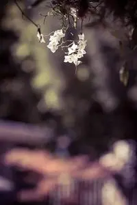 flower bokeh floral spring blur phone wallpaper