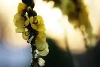 flower yellow natural floral wallpaper