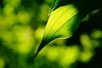 leaf plant green bokeh leaf veins wallpaper