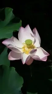 lilly flower high contrast pink phone wallpaper