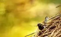 robin sparrow bokah bird nature wallpaper