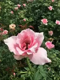 rose pink pale garden flower love phone wallpaper