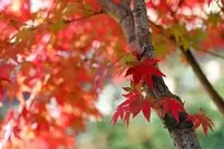 Autumn Leaves, Autumn, Leaf, Nature wallpaper