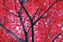 Autumn Leaves, Autumn, Leaf, Nature wallpaper