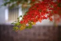Autumn Leaves, Autumn, Leaf, Nature wallpaper
