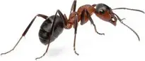 ant : Add to your photo
