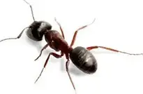 ant : Add to your photo