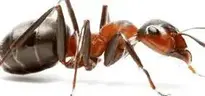 ant : Add to your photo