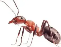ant : Add to your photo