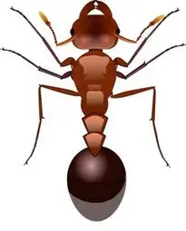 ant : Add to your photo