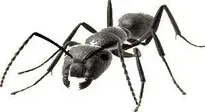 ant : Add to your photo