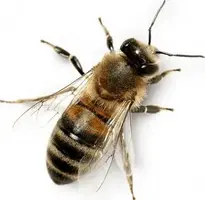 Bee : Add to your photo