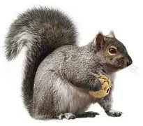 Squirrel : Add to your photo