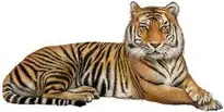 Tiger : Add to your photo