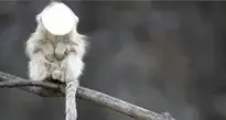Monkey