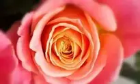 Pink Rose background wallpaper
