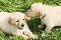 Puppies background wallpaper