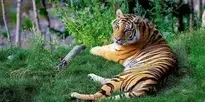 Tiger background wallpaper