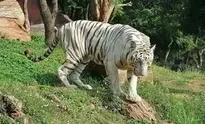 White Bengal Tiger background wallpaper