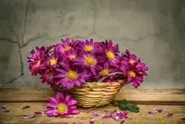 Background with Beautiful Magenta Flowers in Basket. Add your photos (2000x1347px)