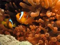 Clownfishes Bacground. Add your photos (2000x1500px)
