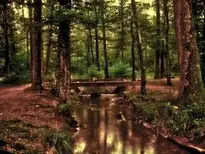 Forest Mystical Background