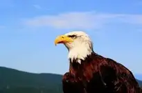 Eagle background wallpaper