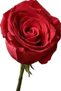 Flower, Rose, Rose Blossom, Red, Noble. Add to your photo