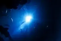 Animal Asia Blue Dark Deep Depth wallpaper