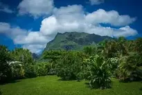 Moorea Garden South Pacific wallpaper