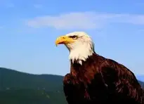 Eagle Majestic Animal Bird Freedom wallpaper
