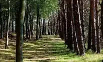 Fores Trees, Nature background wallpaper