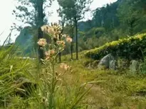 Nature Flower Sri Lanka Plant wallpaper