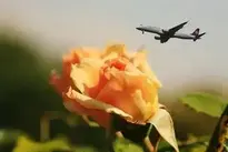 Aviator Plane Flying Heaven wallpaper